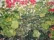 Geranium 1979