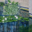 Water Lilies St Catherines